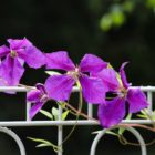 Clematis Fence Garden Fence Flowers  - manfredrichter / Pixabay