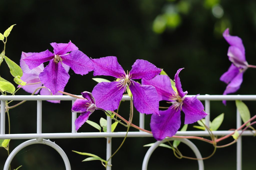 Clematis Fence Garden Fence Flowers  - manfredrichter / Pixabay
