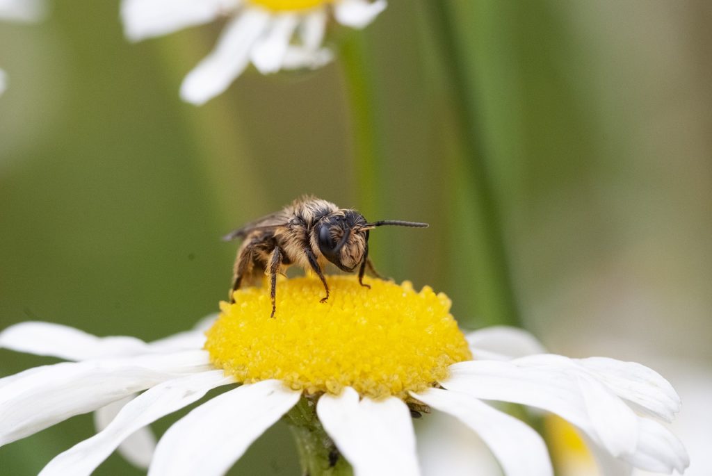 Wild Bee Chamomile Flower Meadow  - David_Seifert / Pixabay