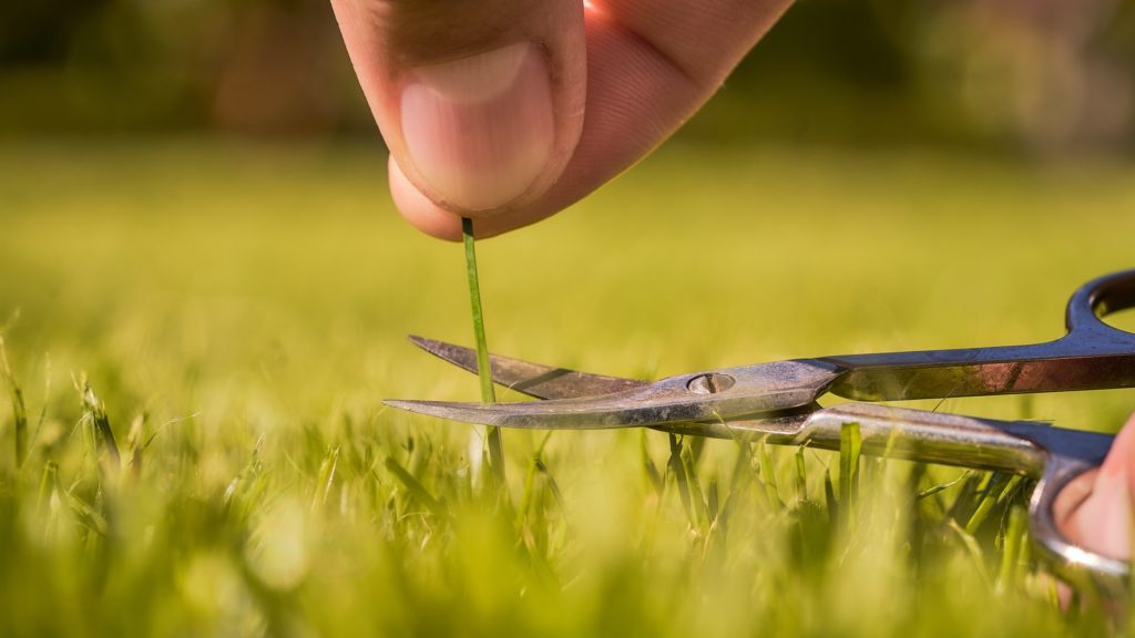 person holding green and gray leaf