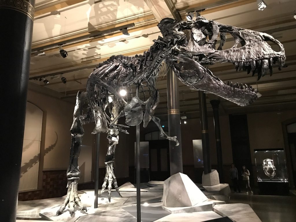 Dinosaur Museum T Rex Skeleton  - heimseiten_WebdesignKoeln / Pixabay